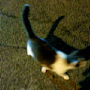 Meet your Posher, Deana